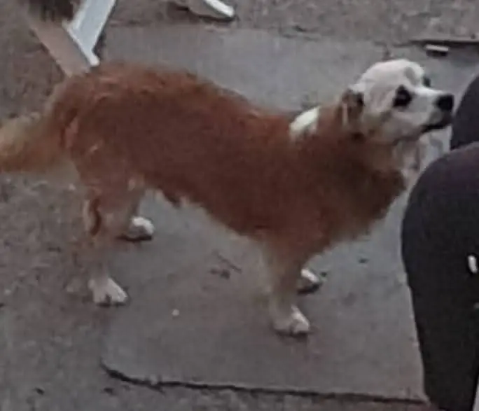 cane lost   09010 Portescusi/Portoscuso Charlie