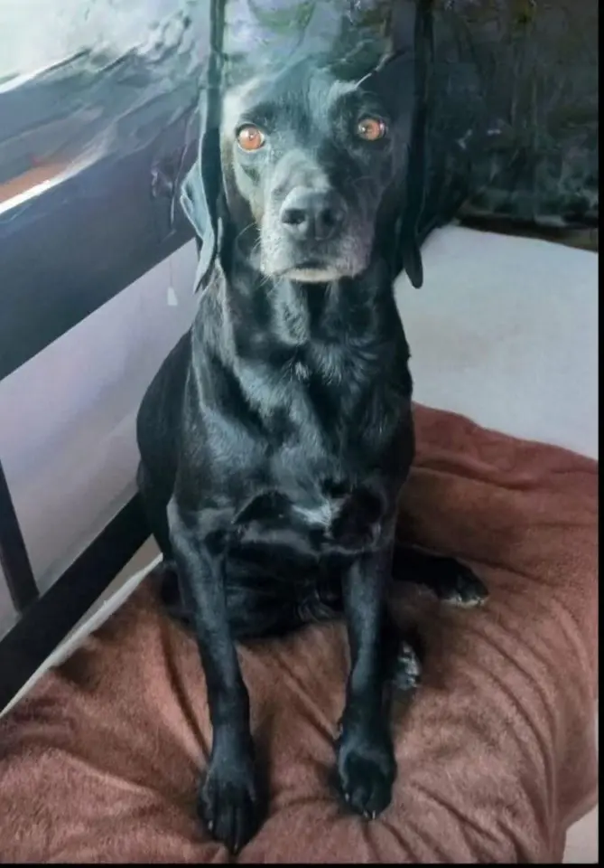 cane lost   09049 Crabonaxa/Villasimius Nerone