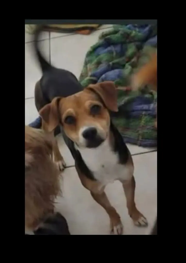 cane lost   09041 Dolianova Reve