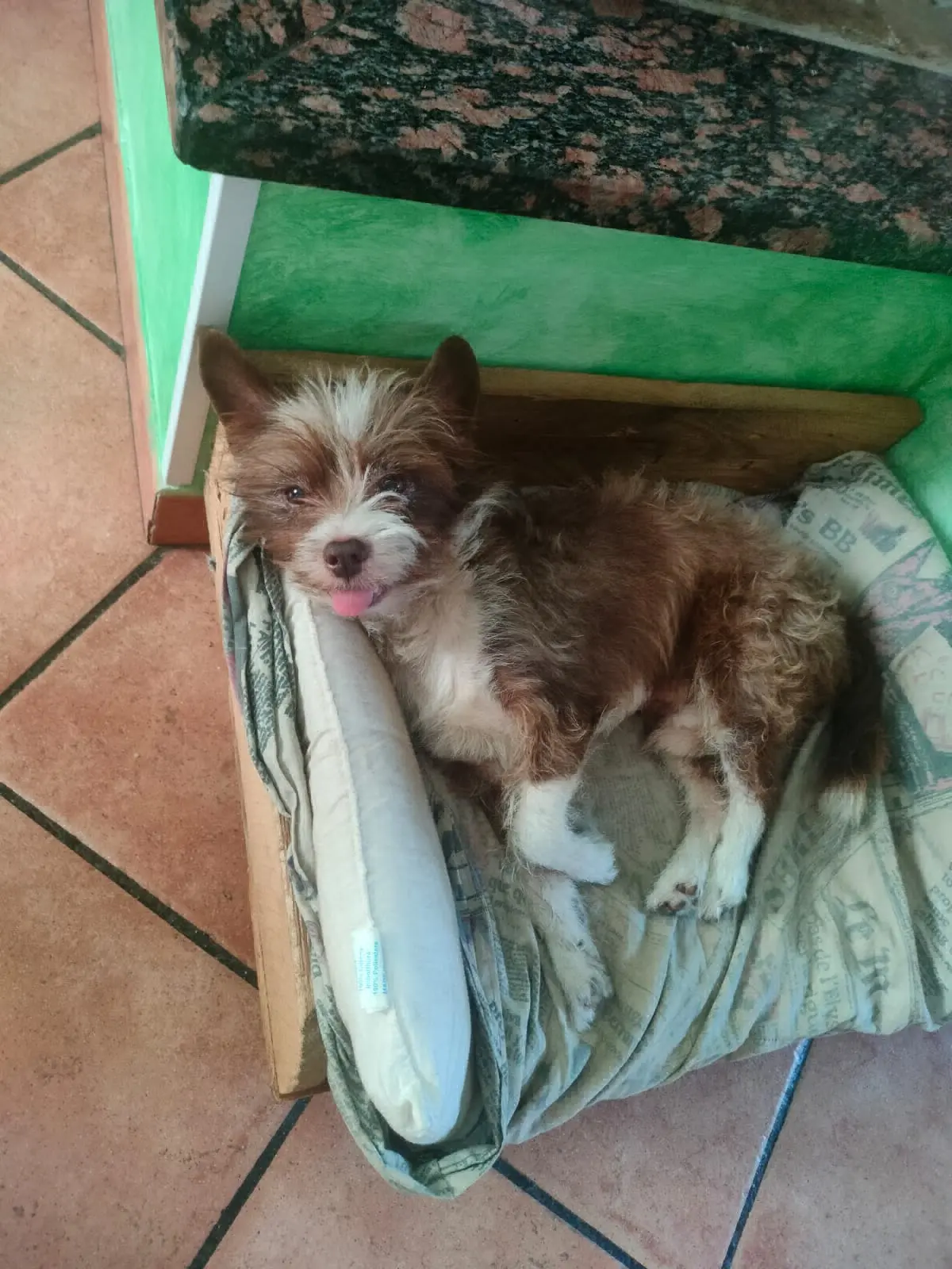 cane lost   09037 Santu 'Èngiu/San Gavino Monreale Rolando (rolli)