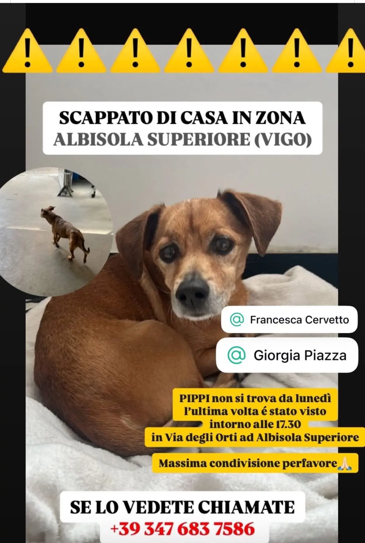 cane lost   17011 Albisola Superiore Pippi