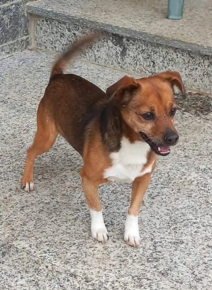 cane lost    Giusvalla Pippi