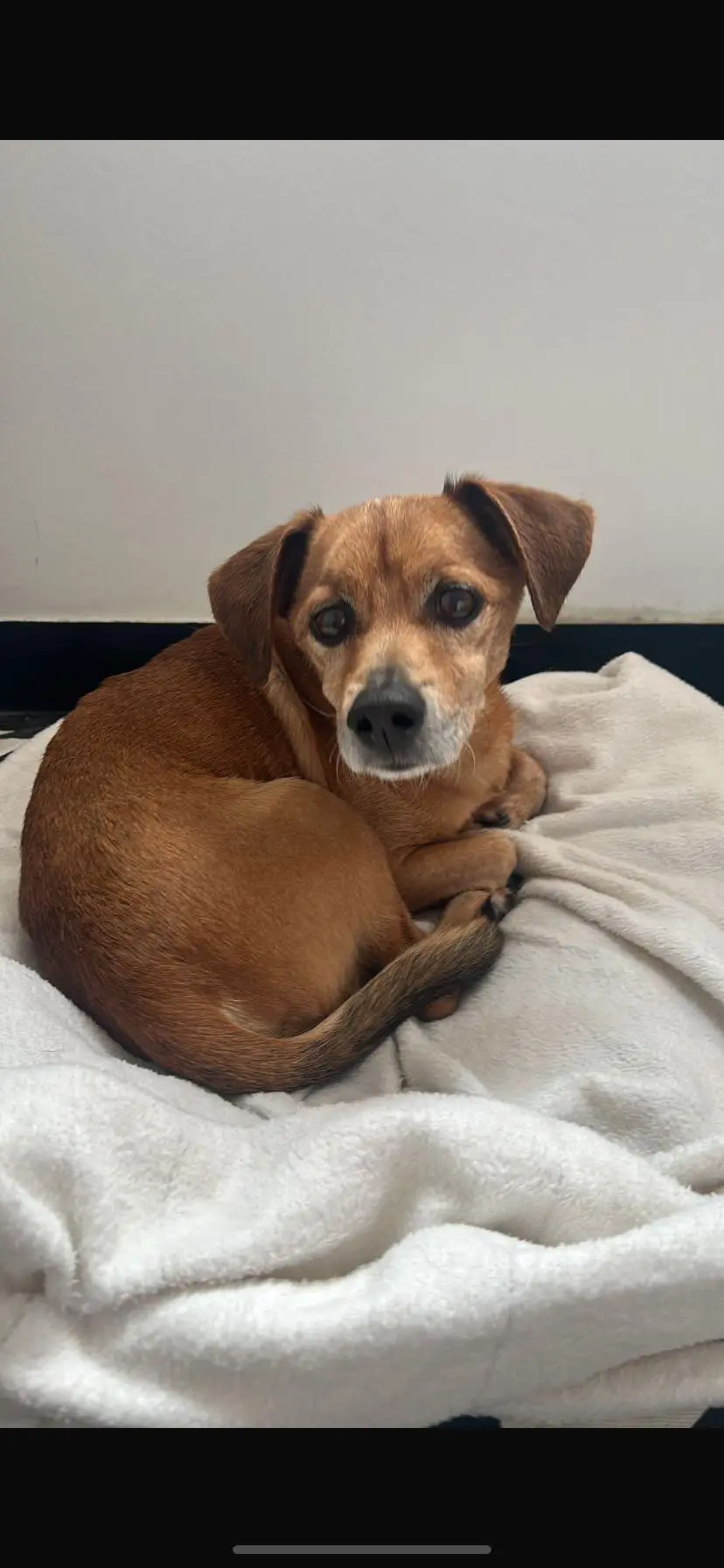 cane lost   17011 Albisola Superiore Pippi