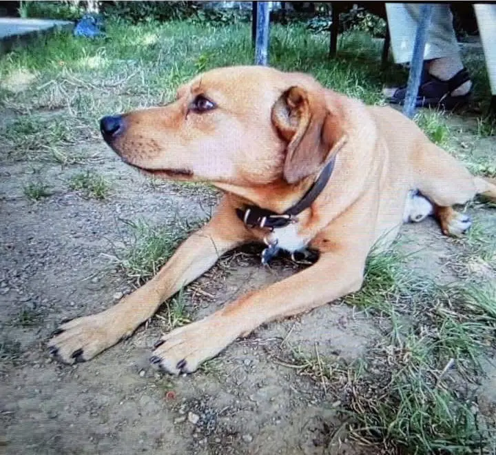 cane lost    Giusvalla Pippo