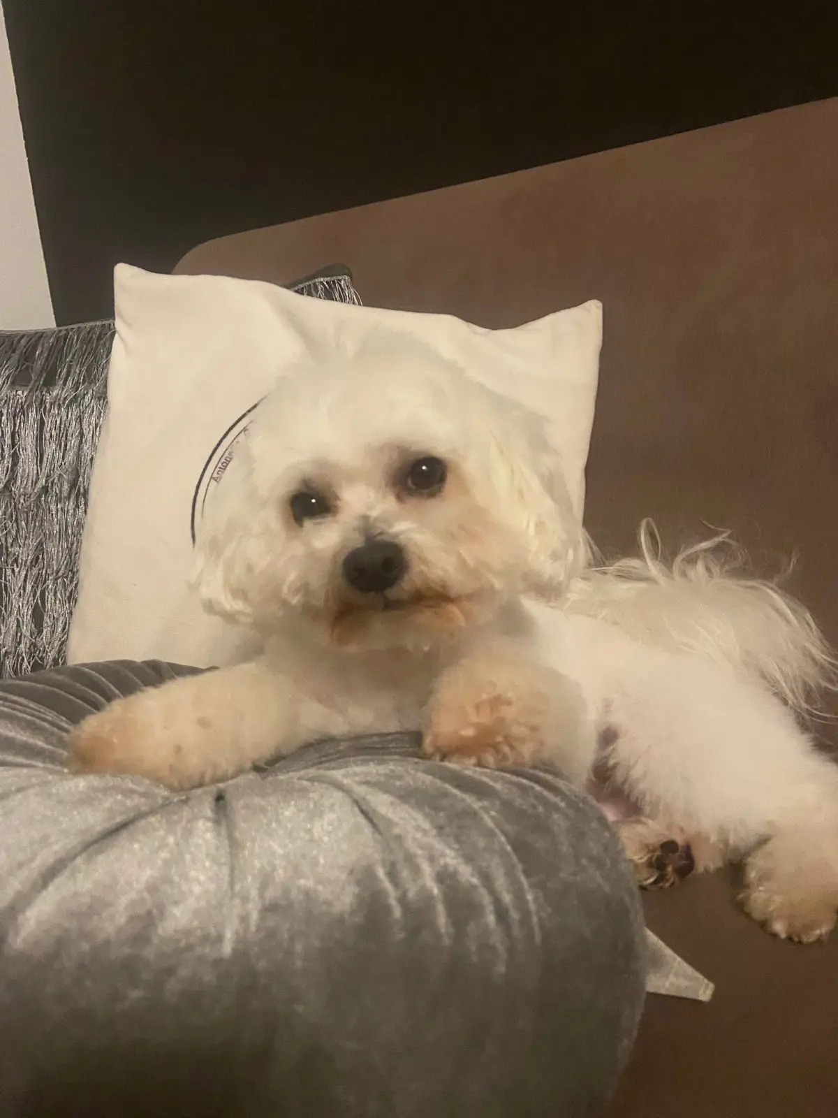 cane lost   10045 Piossasco Bobi