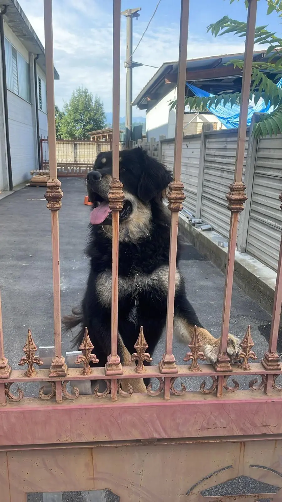 cane lost    Frossasco Danco