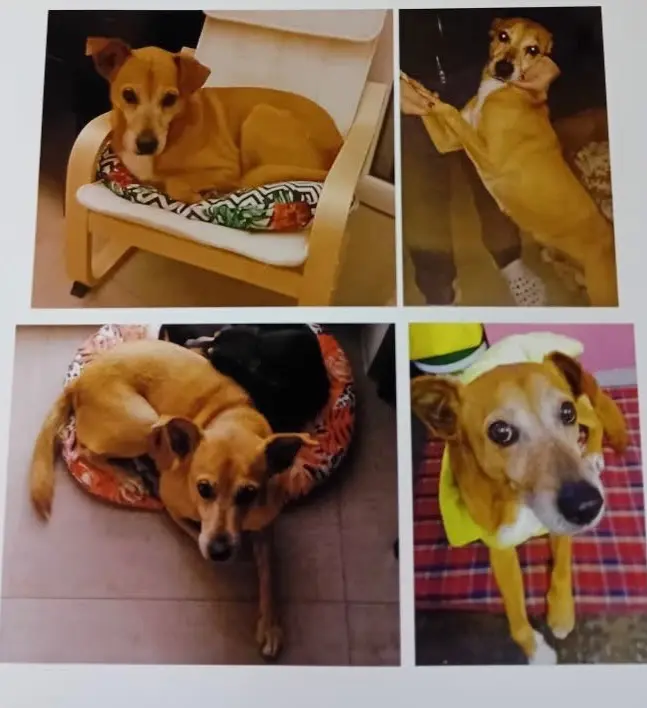 cane lost    San Giorgio Canavese Jack