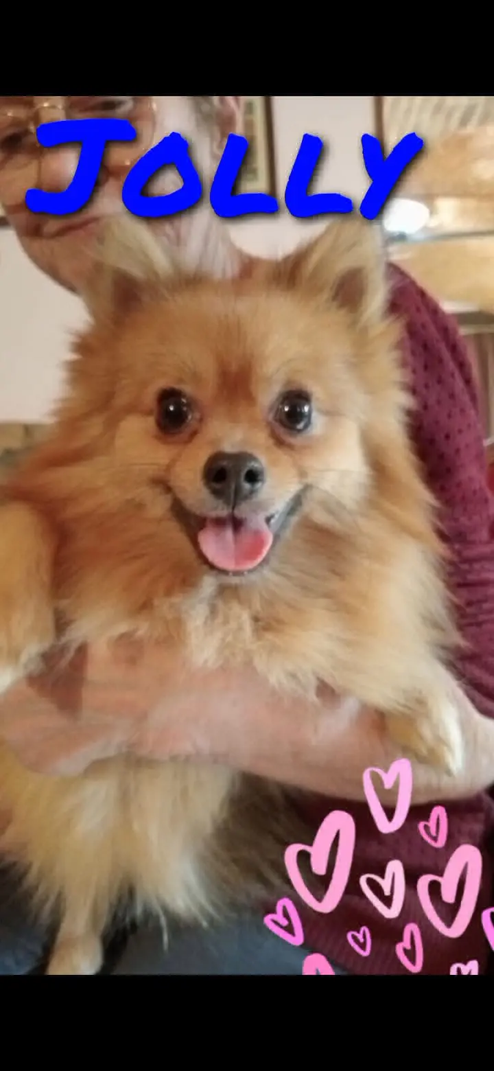 cane lost    Lusernetta Jolly