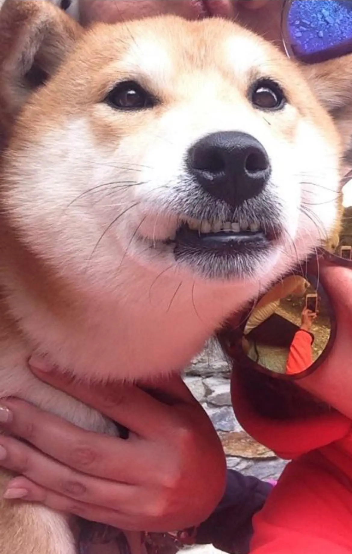 cane lost   10058 Sestrières Kuma