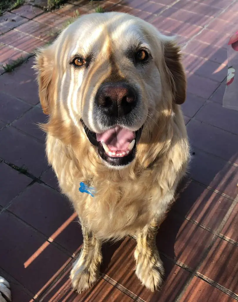 cane lost    Pralormo Leon