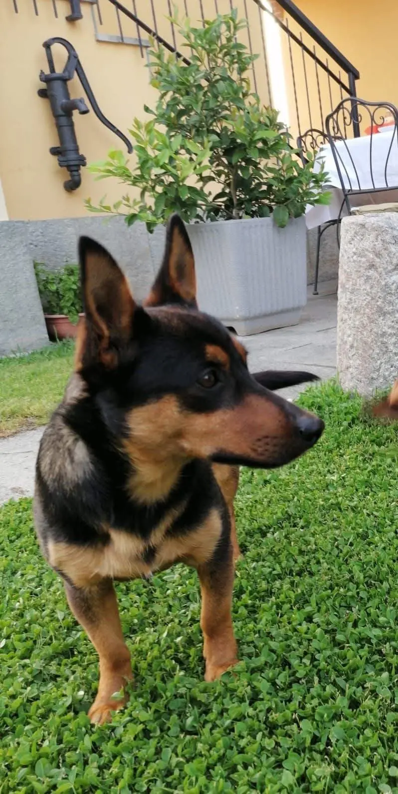 cane lost    Cercenasco Lupo