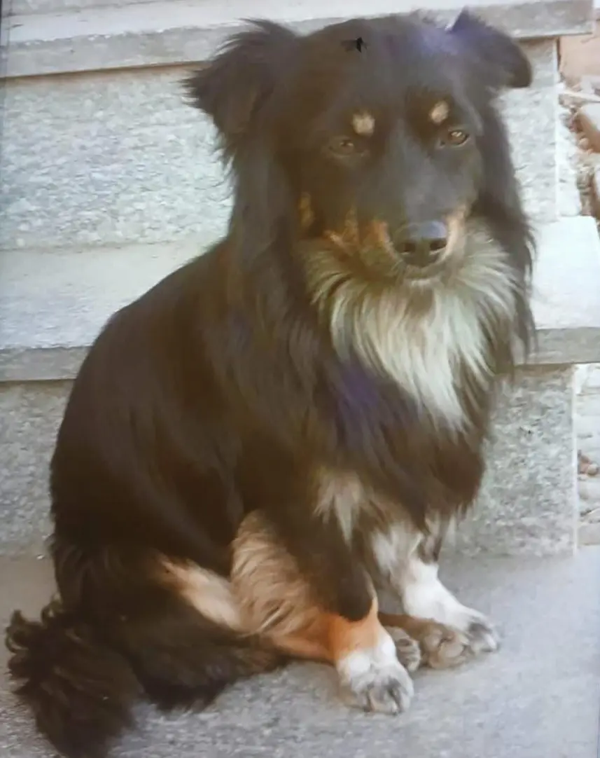 cane lost    Garzigliana Pallino