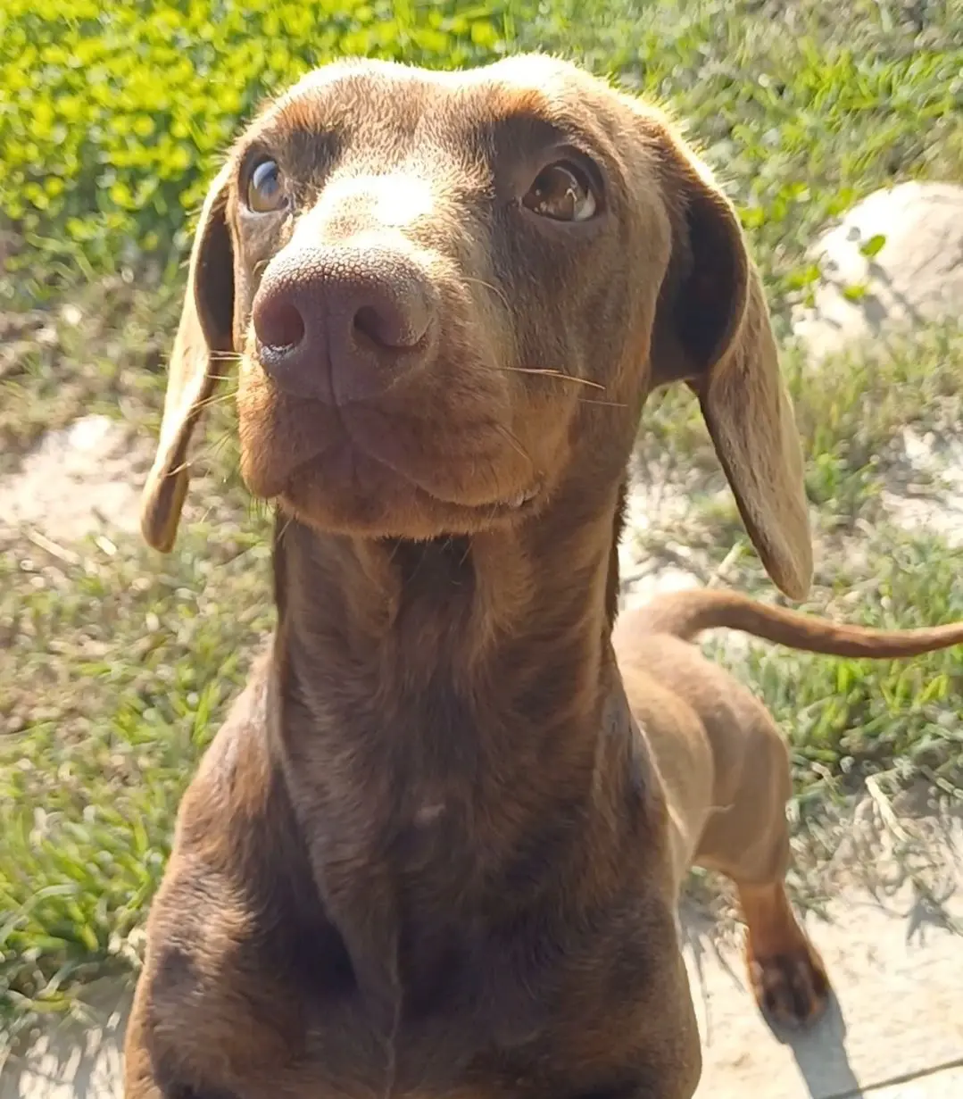 cane lost    San Gillio Raffi