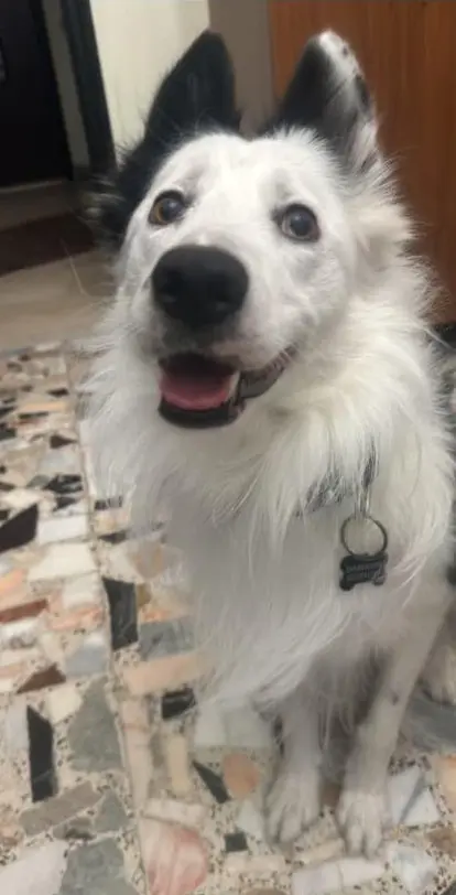 cane lost   10034 Chivasso Shoto