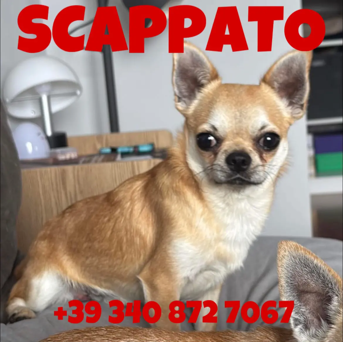 cane lost    Turin Camillo