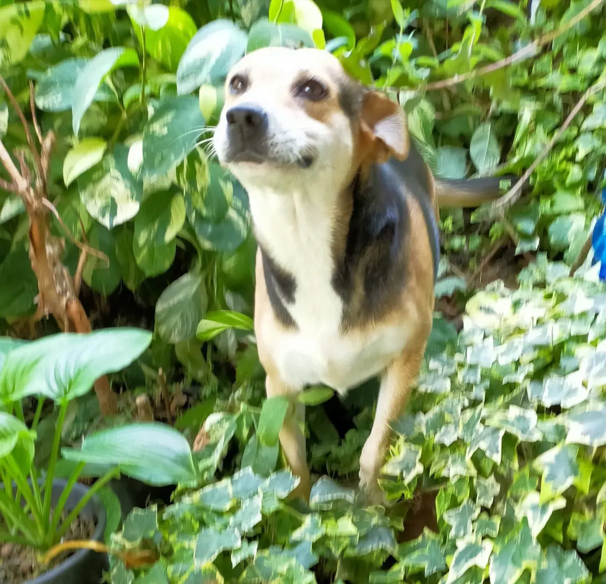 cane lost    Pralormo Yogurt