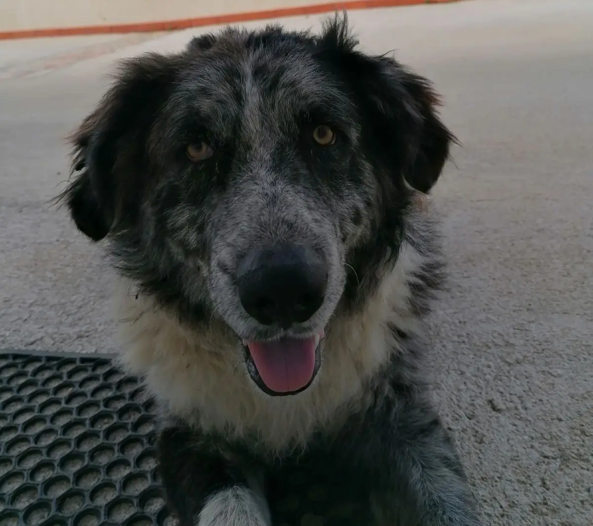 cane lost   91018 Salemi Balto