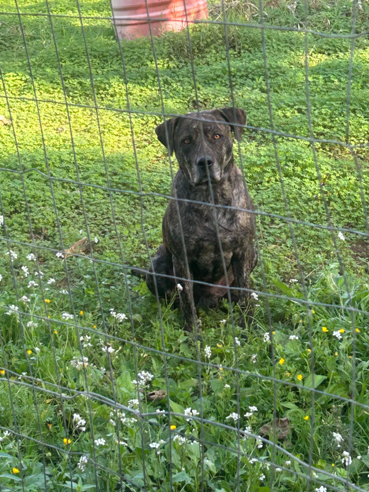 cane lost   91022 Castelvetrano Jimmy