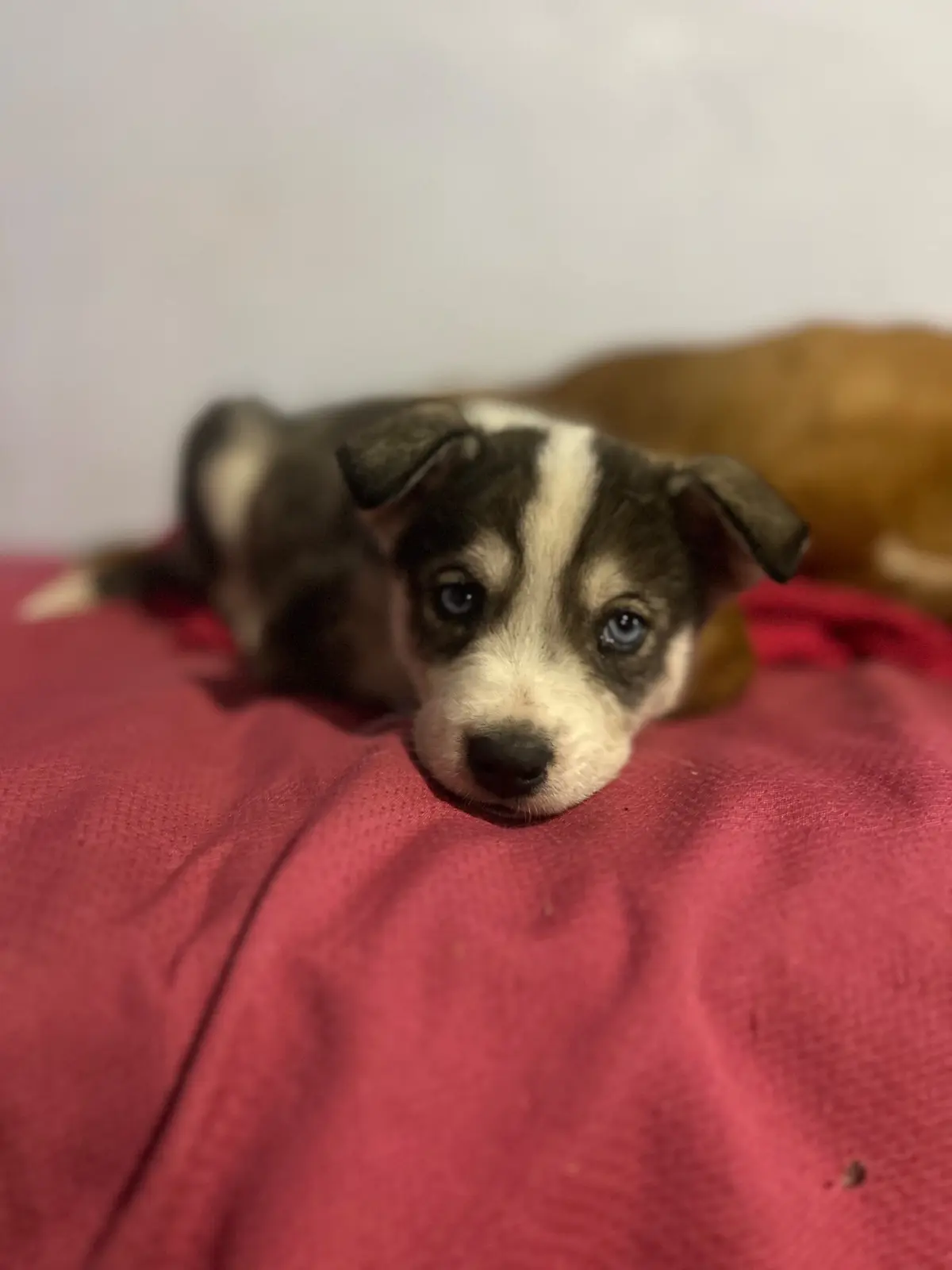 cane lost   91031  Sky