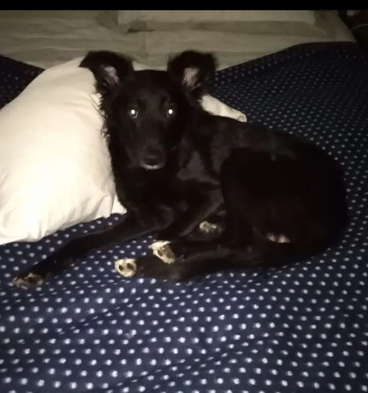 cane lost   05010 San Venanzo Brigante