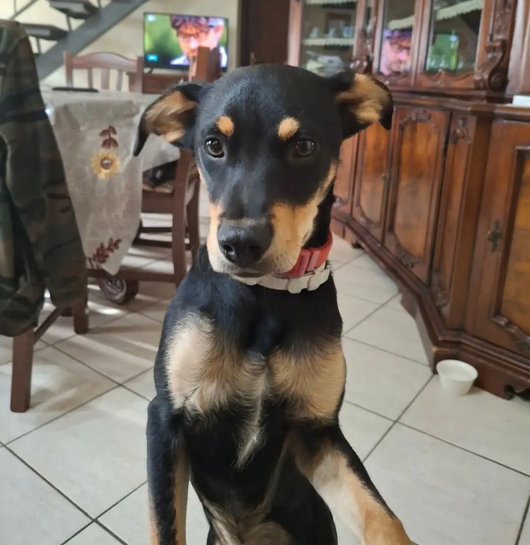 cane lost   05039 Stroncone Pedro