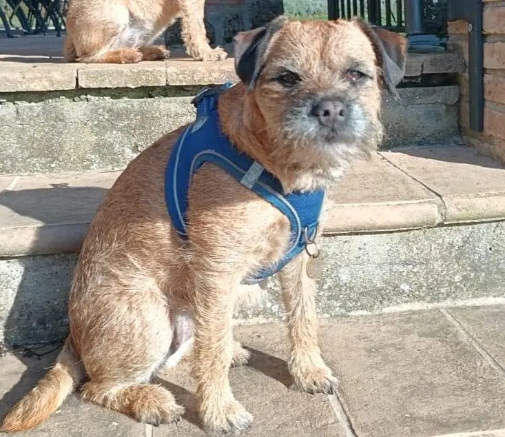 cane lost   05018 Orvieto Roxy