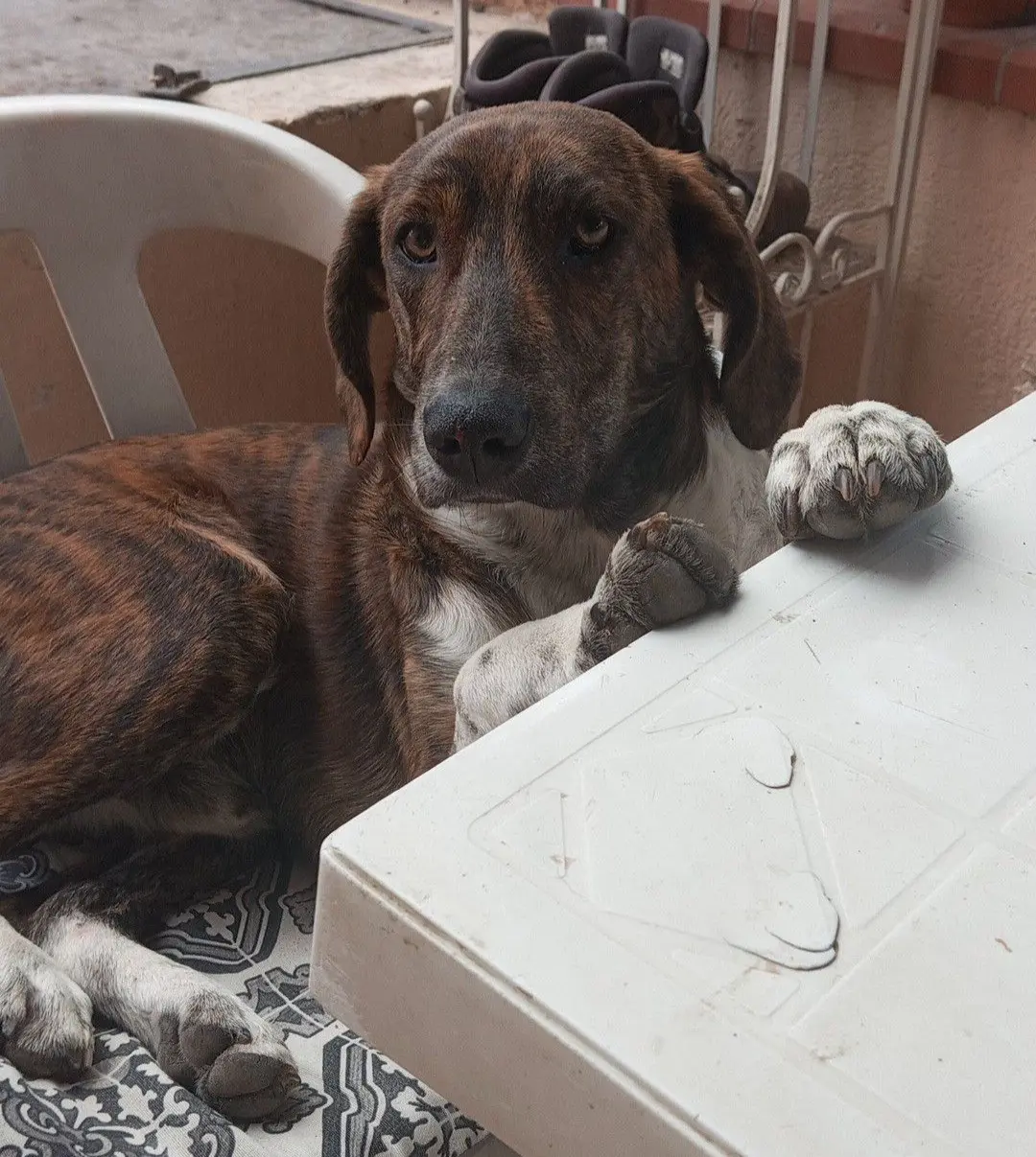 cane lost   05039 Stroncone Sello