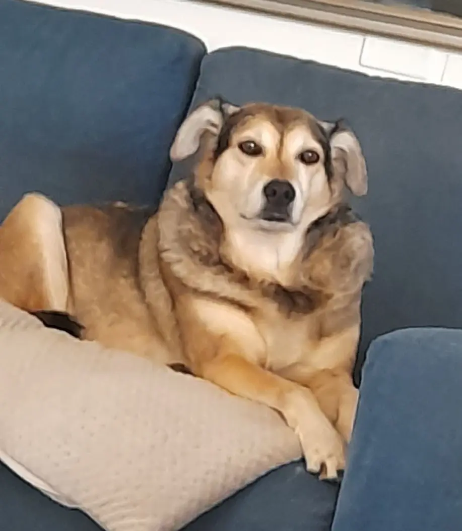 cane lost   05100 Terni Leo