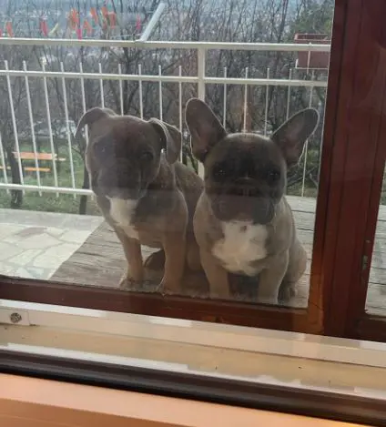 cane lost   34121-34151 Trieste Ricky