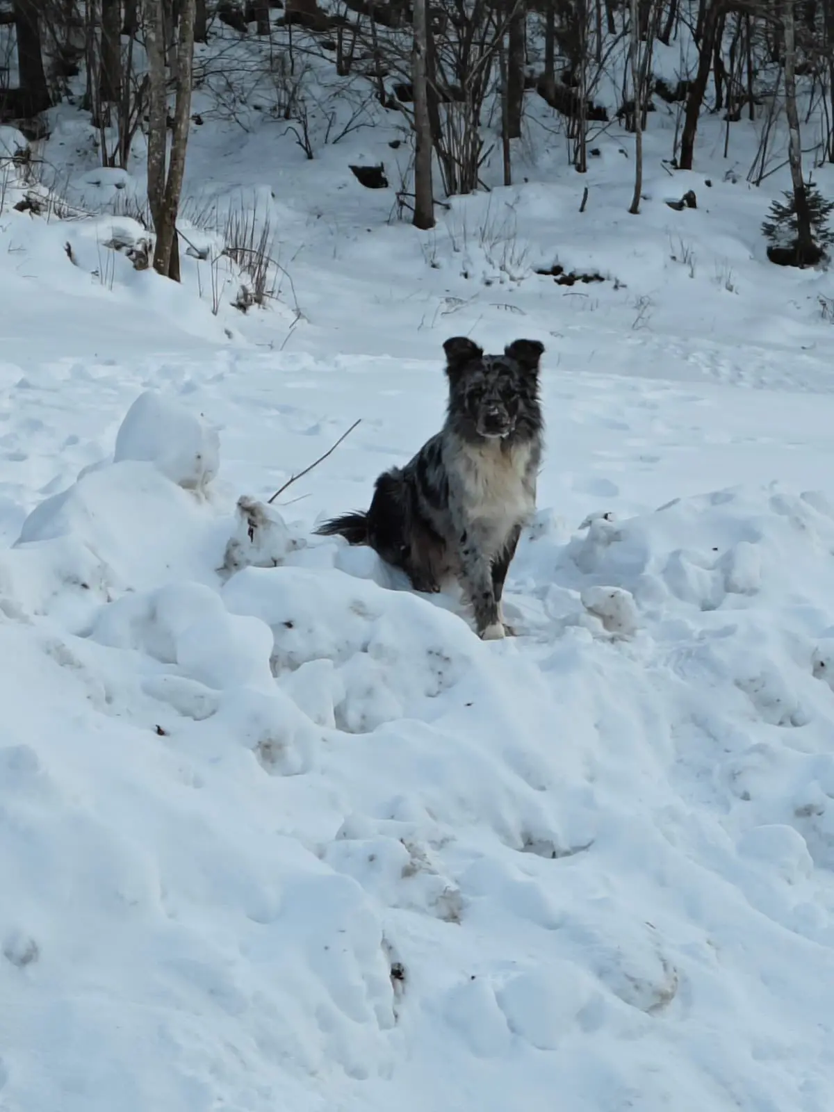 cane lost   31037 Loria Fero