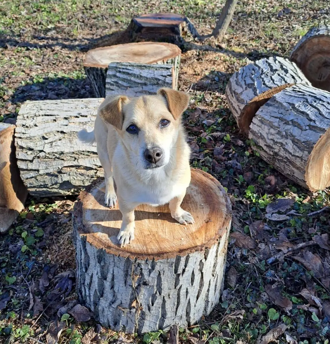 cane lost   31013 Codognè Fulmine