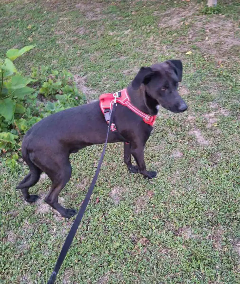 cane lost   31040 Cessalto Uli