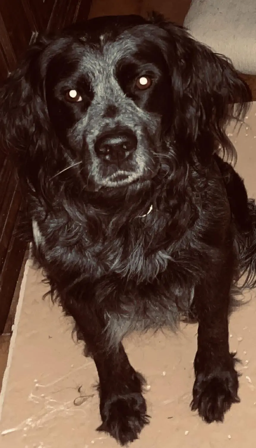 cane lost   33030 Varmo / Vildivar Bob