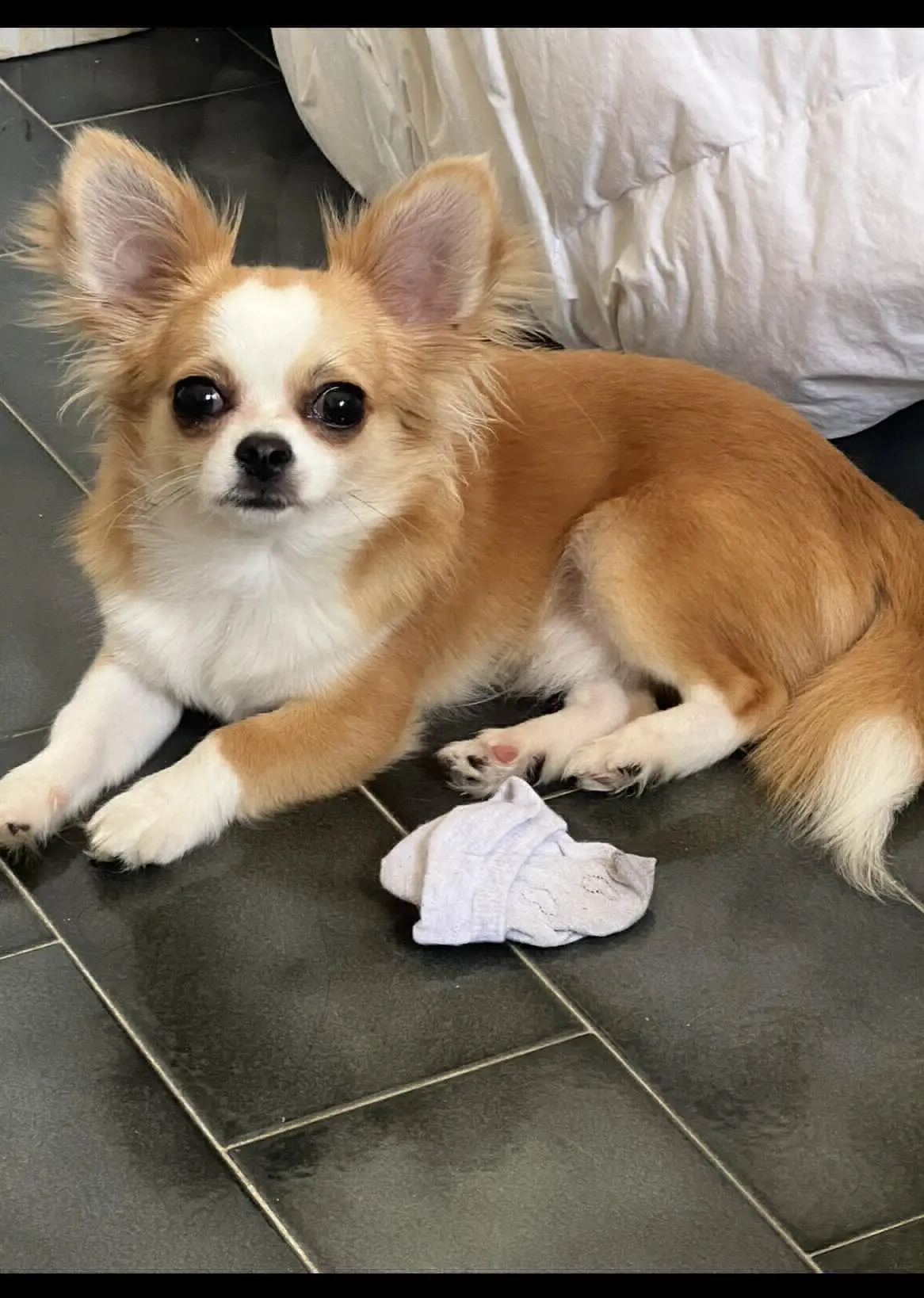 cane lost  Via Guglielmo Marconi 33031 Variano / Varian Bob