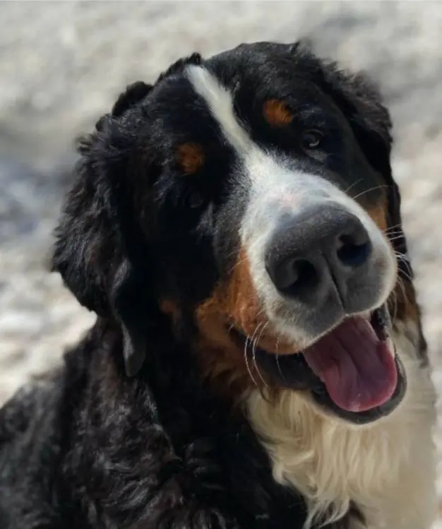 cane lost   33037 Pasian di Prato / Pasian di Prât Brick