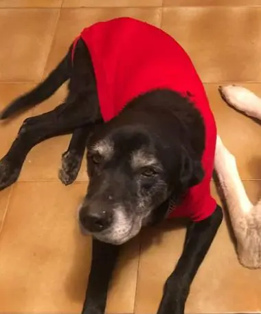 cane lost   33056 Palazzolo dello Stella / Palaçûl Clyde