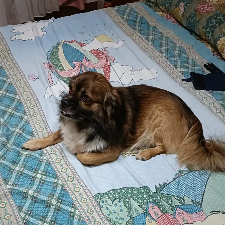 cane lost   33033 Codroipo / Codroip Cookie