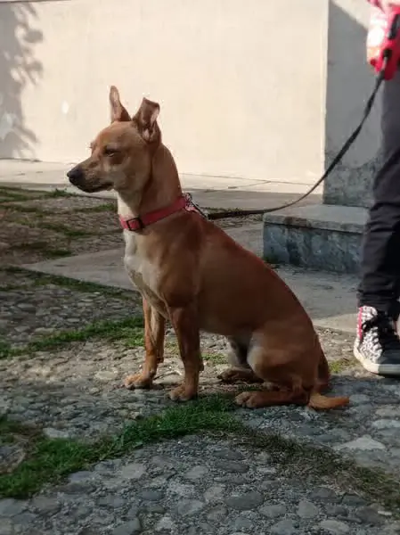 cane lost   33030 Coseano / Cosean Gerry