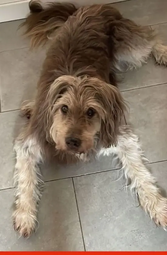 cane lost   33030 Campoformido / Cjampfuarmit Gimmi