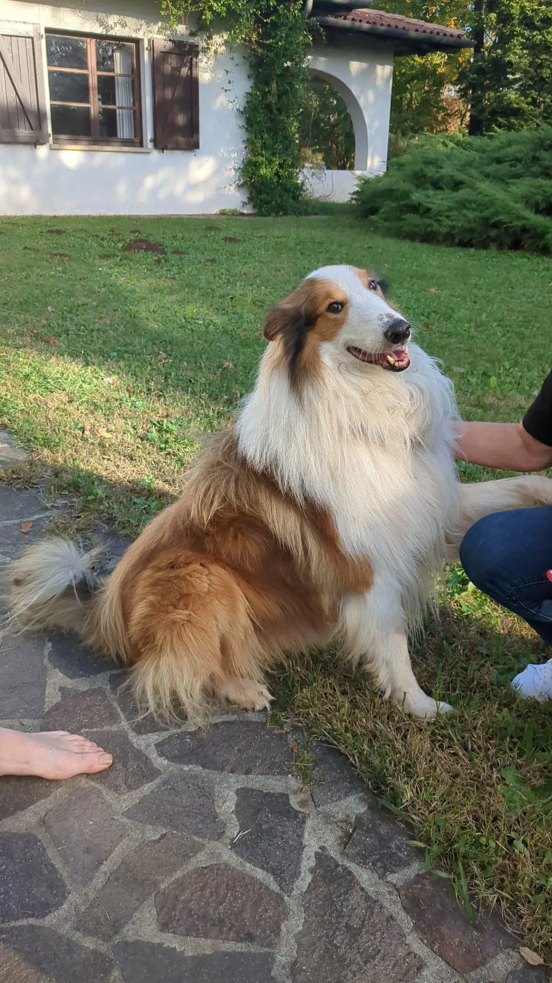 cane lost   33030 Campoformido / Cjampfuarmit Hendrix