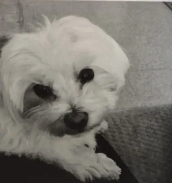 cane lost   33033 Codroipo / Codroip Pongo