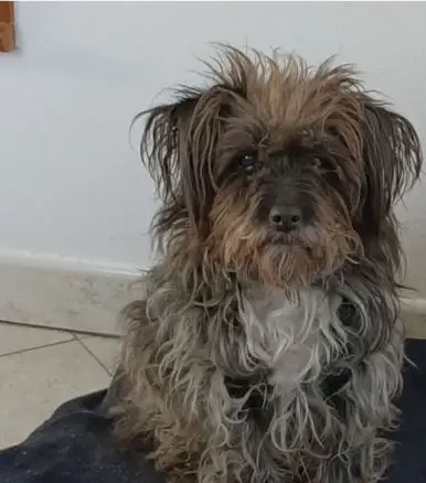 cane lost   33030 Varmo / Vildivar Spotty