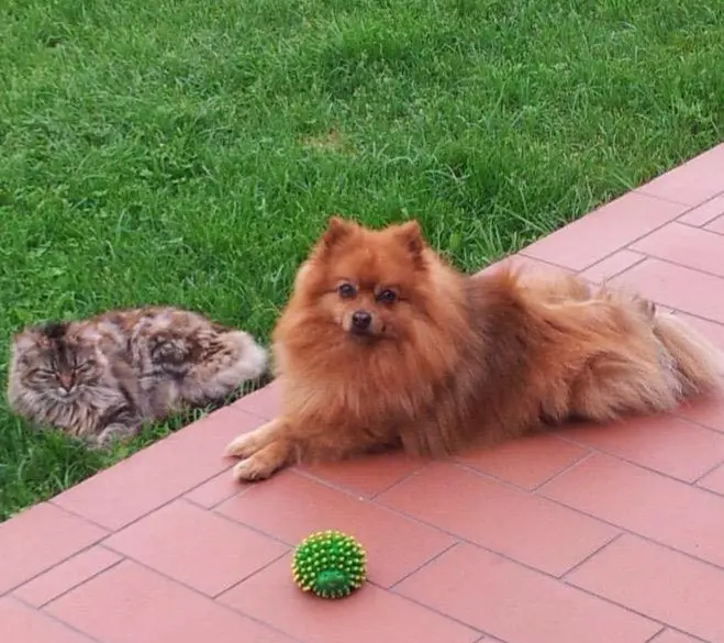 cane lost   33040 Premariacco Spriz