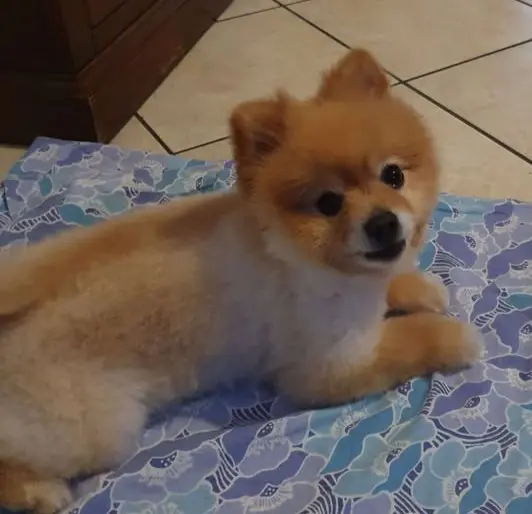 cane lost   21047 Saronno Locco