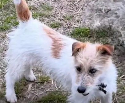 cane lost    Galliate Lombardo Peter