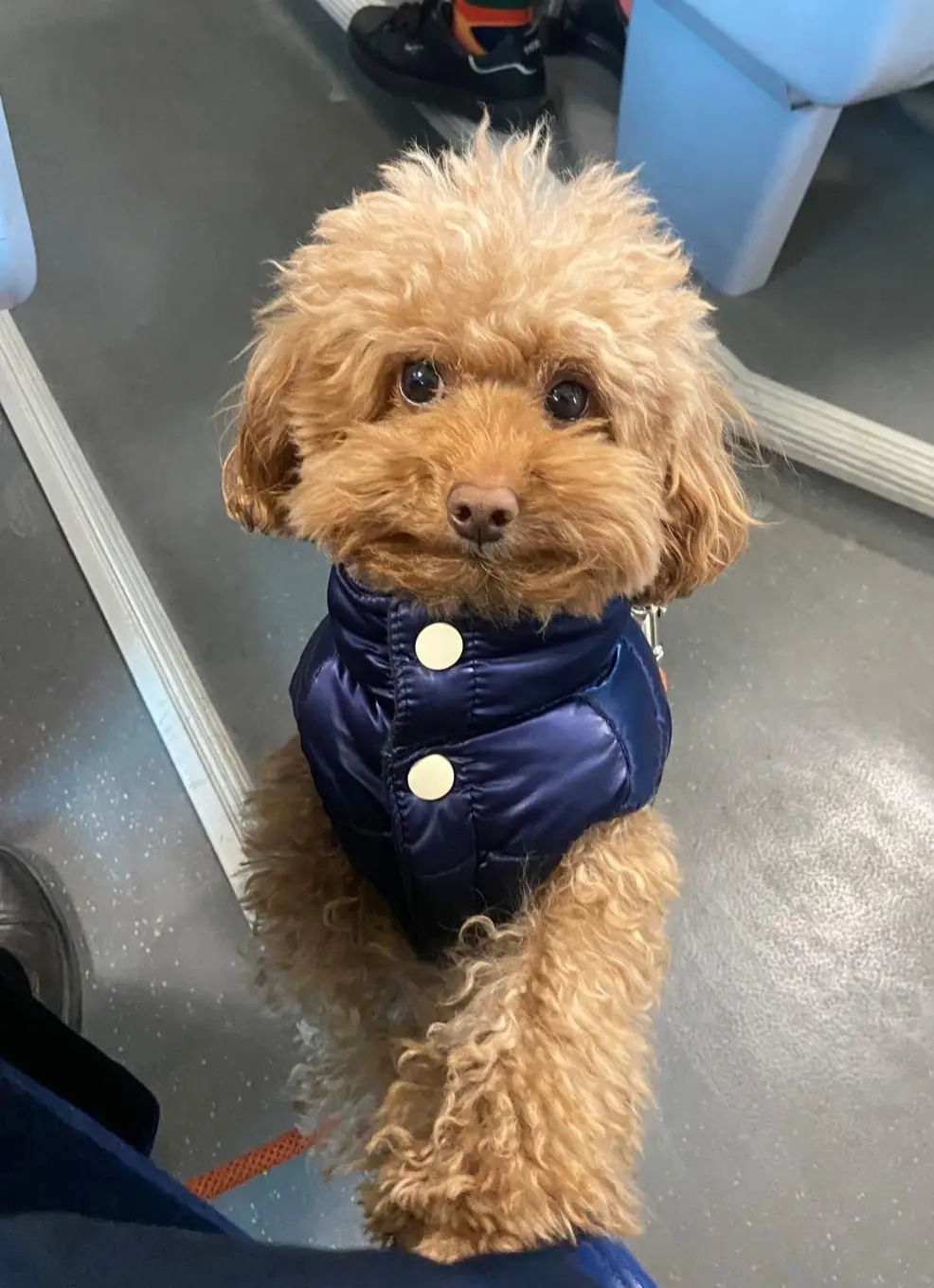 cane lost   30121-30176 Venise Burro