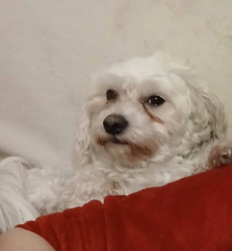 cane lost   30121-30176 Venise Paco