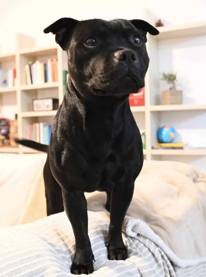 cane lost   36015 Schio Speck