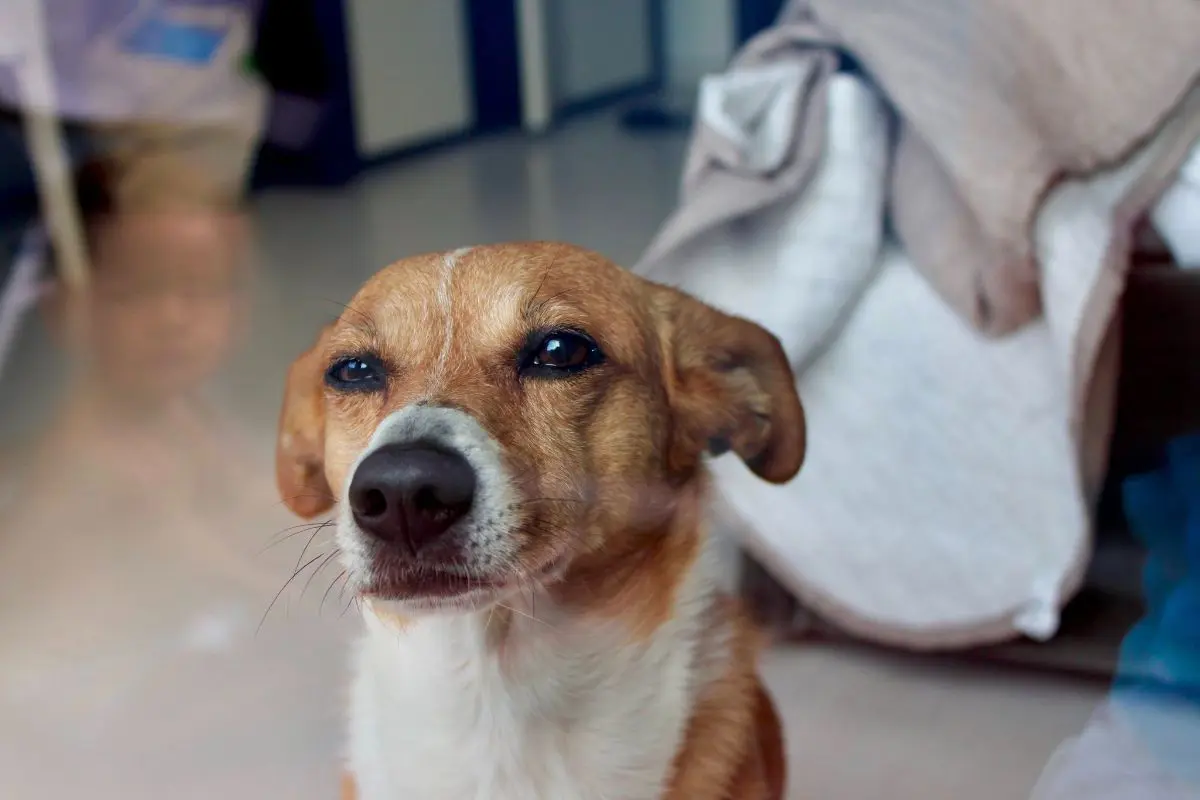 cane lost   37042 Caldiero Jolly