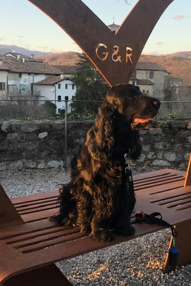 cane lost   37045 Legnago Kobe